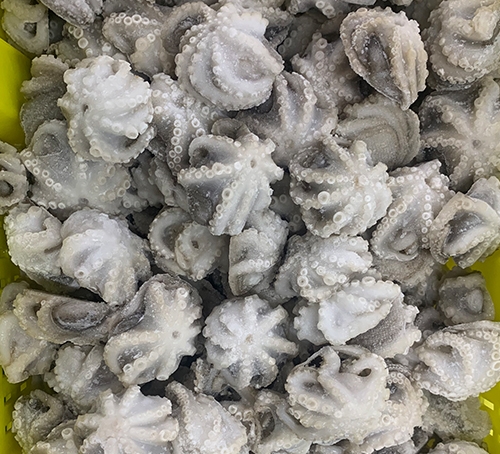八抓魚